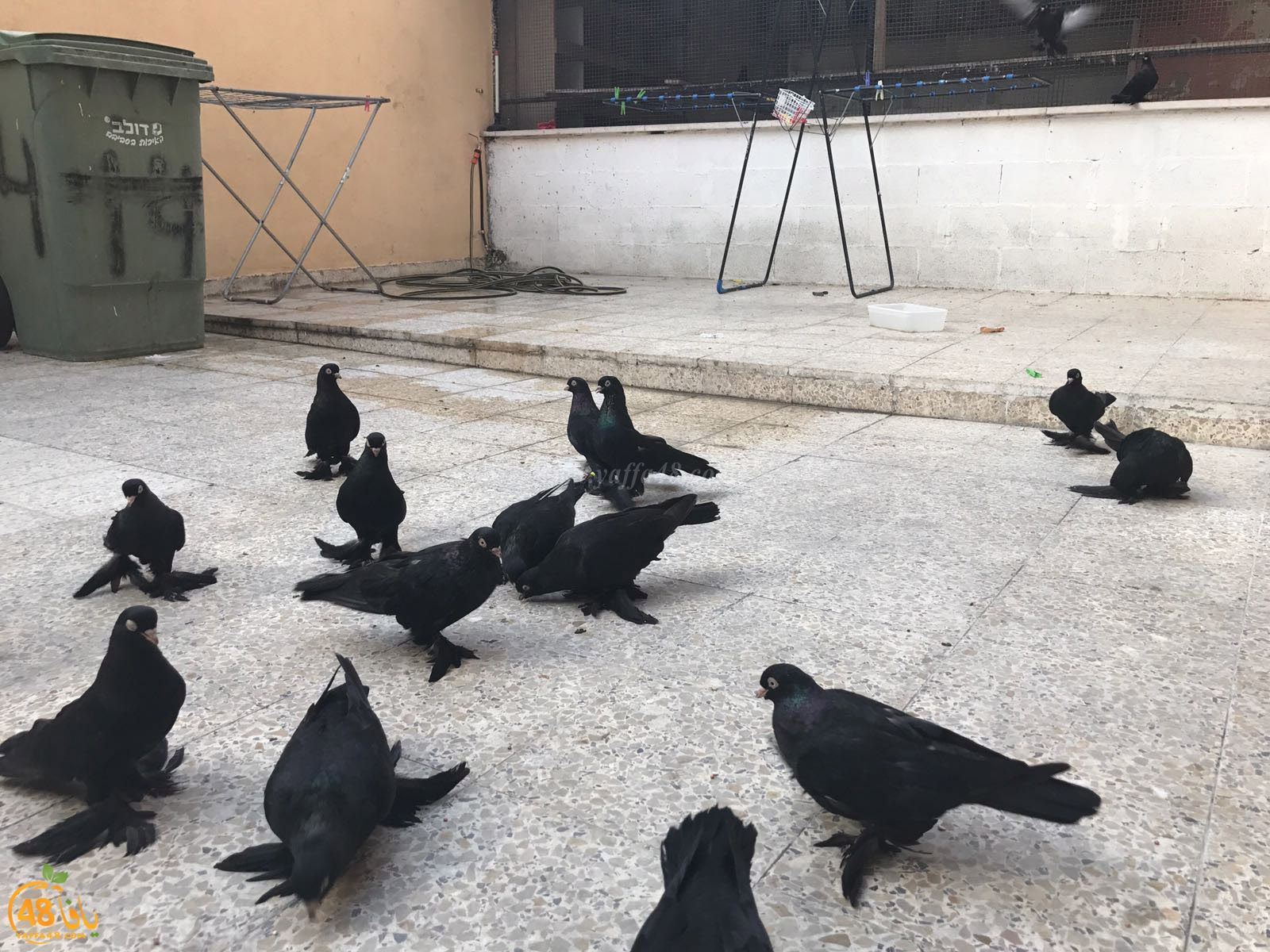 zohdi 3ashoor 7amam (10).jpg